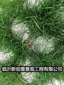 上海植草地坪施工厂家